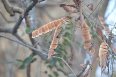 Albizia occidentalis