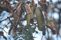 Albizia occidentalis