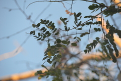 Albizia occidentalis