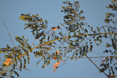 Albizia occidentalis