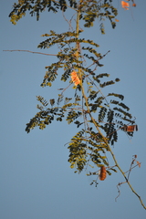 Albizia occidentalis