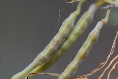 Erysiphe macleayae