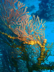Melithaea ochracea