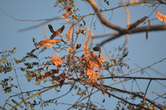 Albizia occidentalis