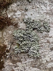 Menegazzia subsimilis