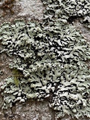 Menegazzia subsimilis