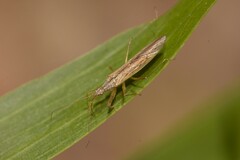 Nabis kinbergii