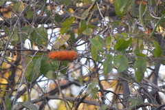 Combretum farinosum