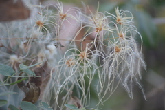 Clematis dioica