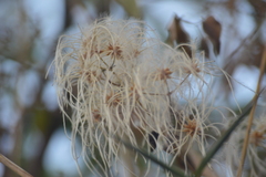 Clematis dioica