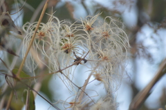 Clematis dioica