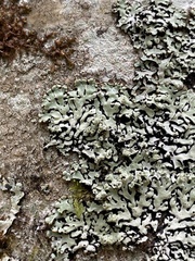 Menegazzia subsimilis