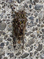 Amphipsalta cingulata