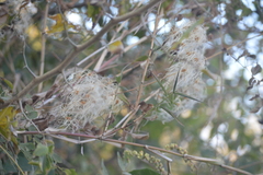 Clematis dioica