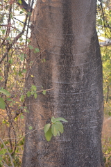 Enterolobium cyclocarpum