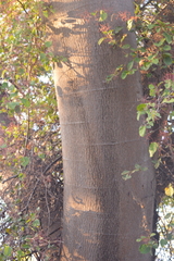 Enterolobium cyclocarpum