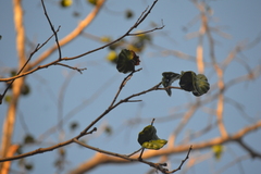 Enterolobium cyclocarpum