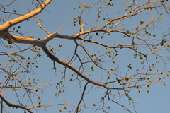 Enterolobium cyclocarpum