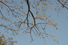 Enterolobium cyclocarpum