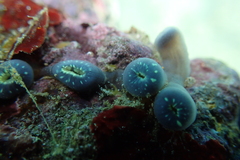 Zoanthus sansibaricus