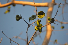 Enterolobium cyclocarpum