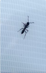 Dolichoderus quadripunctatus