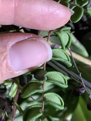 Pellaea andromedifolia pubescens
