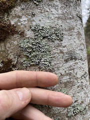 Menegazzia subsimilis