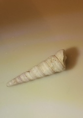 Turritellinella tricarinata