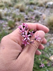 Oxypetalum solanoides