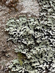 Menegazzia subsimilis