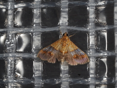 Tetracona amathealis