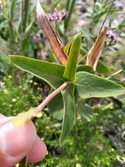 Oxypetalum solanoides