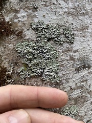 Menegazzia subsimilis