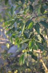 Ficus insipida