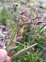 Oxypetalum solanoides