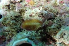 Thysanozoon tentaculatum