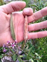 Oxypetalum solanoides