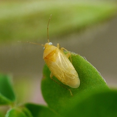 Phylinae
