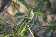 Ficus insipida