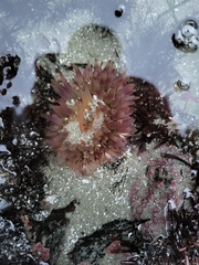 Urticina clandestina