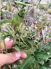 Oxypetalum solanoides