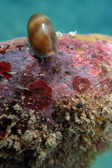 Monetaria caputophidii