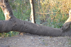 Ficus insipida