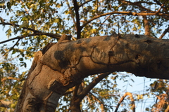 Ficus insipida