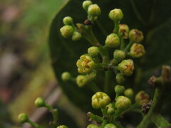 Beilschmiedia tovarensis