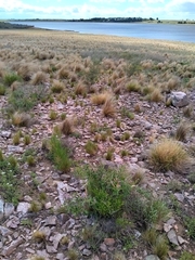 Oxypetalum solanoides