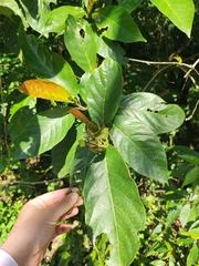 Ficus benguetensis