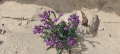 Phacelia crenulata ambigua
