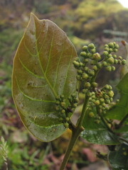 Beilschmiedia tovarensis